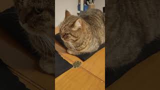 CAMILLO E IL BUCATO funnyvideo cat gattidivertenti catlover catshorts pets perte funnycats [upl. by Ahsiri403]