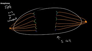 Understanding Ploidy and Mitosis at All Stages [upl. by Yanaton]