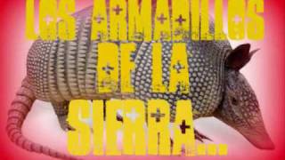 los armadillos de la sierra ♣♣ Enrique galarza♣♣ [upl. by Fortunia]