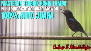 MASTERAN KONIN GACOR FULL TONJOLAN MEWAHCOCOK BUAT PANCINGAN KONIN LOMBA [upl. by Ecnarwal]