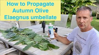 How to Propagate Autumn Olive Elaegnus umbellate [upl. by Padraic]