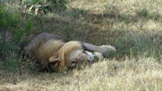 Kariega Game Reserve [upl. by Lil750]