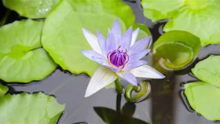 Nymphaea colorata  time lapse  water lily [upl. by Cryan564]