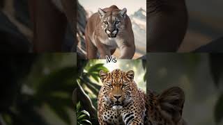 quotAfrica’s Top 10 Animal Warriors  Strength and Survival Hyäne vs Löwe vs Tigerquot [upl. by Yorke]