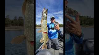 Les photos de mythos gros brochets fishing pike big fish ouverture 2023 carnassier [upl. by Ardnuat953]