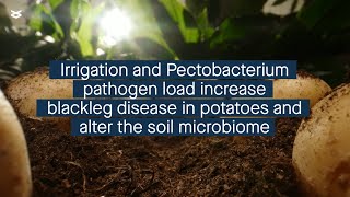 Potato blackleg symptoms are influenced by irrigation method and initial pathogen load [upl. by Eehsar]