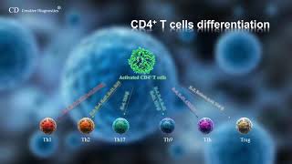 CD4 T cell differentiation [upl. by Adnik451]