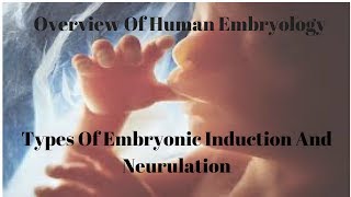 Types Of Embryonic Induction And Neurulation [upl. by Frederik497]