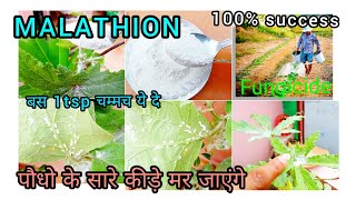 Malathion दवाई से पौधो के सारे कीडे मर जाएंगेmalathion50� useful pesticidesinsecticidefungiside [upl. by Genesia164]