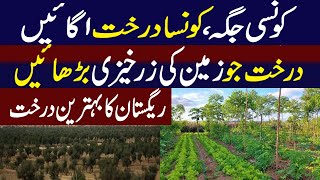 Tree Farming Business in Pakistan  Agroforestry in Pakistan [upl. by Ainigriv]