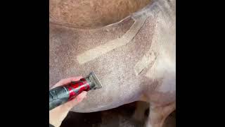 Liveryman Harmony Plus Horse Clipper [upl. by Daryl]