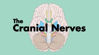 How to Remember the Cranial Nerves Mnemonic  MEDZCOOL [upl. by Wilda431]