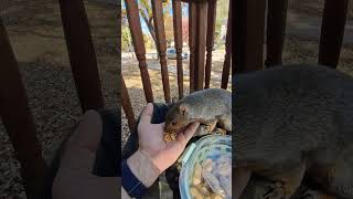 Roamin Reigns the Rural Squirrel LOVES Cashews 🐿️🥜😍shorts squirrel cuteanimals [upl. by Ike]