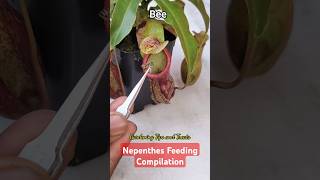 My Nepenthes feeding compilation 🐝👾 nepenthesplant pitcherplants carnivorousplants nepenthes [upl. by Yaakov538]