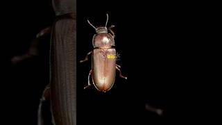 Tribolium castaneum the Red Flour Beetle is a major pest of stored grains facts BioByPriti [upl. by Nosloc]