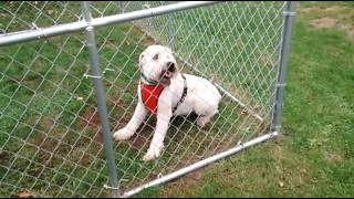 Soft Coated Wheaten Terrier Zoomies [upl. by Rheims]