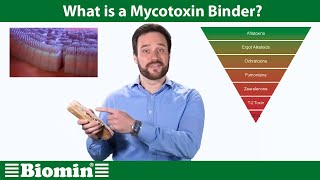 What is a Mycotoxin Binder Your Animal Nutrition Questions Answered [upl. by Aicittel670]