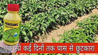 Pentamil  Pendimethalin 30ec  Herbicide  खरपतवार नाशक  Praveen Thakur [upl. by Annoyek385]