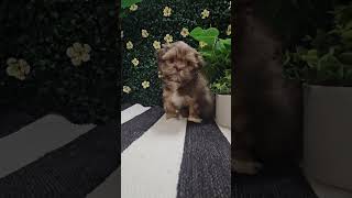 🚨Meet Our Havatzu Puppy 🐾❤️ havanese shihtzu puppies visitustoday shorts [upl. by Hadias283]