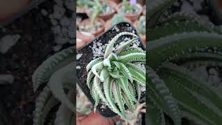 Haworthiopsis fasciata white verigated haworthia succulent [upl. by Shari]