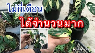 Adansonii yellow variegated พลูฉลุด่างเหลืองตัดขยายเยอะๆแค่ไม่กี่เดือน [upl. by Nyraa744]