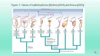 Lophotrochozoa and Phylum Cycliophora [upl. by Eluj445]