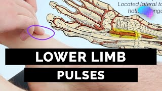 Posterior Tibial Artery  Anatomy Branches amp Relations [upl. by Sholem]