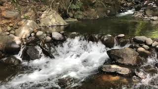 Chameleon Rescue in Hawaii River [upl. by Erwin]