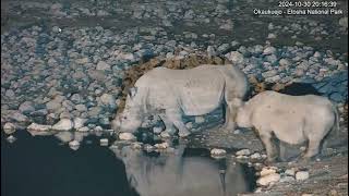 White rhino ceratotherium simum and Black rhinosdiceros bicornis Note the size difference part1 [upl. by Mady]