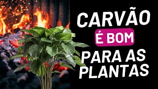 CARVÃO é EXCELENTE para as plantas Aposte nessa dica [upl. by Peckham]