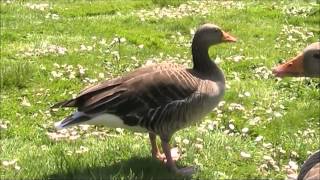 Greylag Goose 2 [upl. by Aynom898]