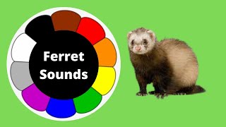 ferret calls sounds  baby ferret sounds  cute ferret sounds  ferret sound effect ferret [upl. by Ananna171]