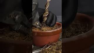 Repotting Camellia bonsai into Kanuma bonsai terryerasmusbonsai repotting bonsaitree [upl. by Aihpos]