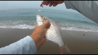 Fishing the SURF for whatever Bites  Dillons Beach CA [upl. by Marley944]