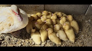 Patitos con alimento balanceado  12 días de nacidos [upl. by Eirak]