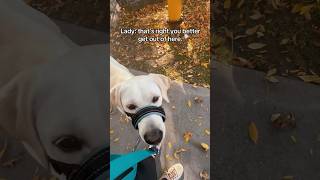 crazy Karen is upset I’m training my dog servicedog dog dogtraining youtubeshorts shorts karen [upl. by Alil]