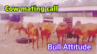 cows mating sounds  cow meeting call  bull attitude sound  animals tv92 [upl. by Adiene]