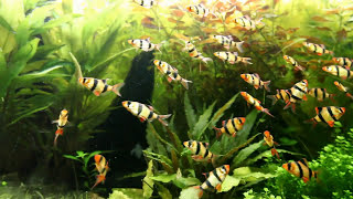 Tetrazona fishs  Tiger Barbs  Barbus de Sumatra  Juwel RIO 300 [upl. by Brigette]