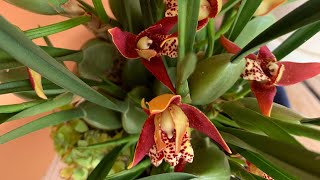 maxillaria содержание Цветение Maxillaria tenuifolia variabilisОрхидеи в доме максиллярия [upl. by Israeli]