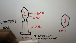 Cyanophage botany Bsc part 1 paper 1 NSDehari [upl. by Demaggio]