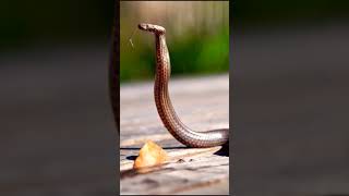 quotVenomous Snakes Constrictor Snakes and Elongated Bejuquilla Reptil on Rainforestquot Part 2 snake [upl. by Conti660]