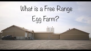 What is a free range egg farm [upl. by Nybor]