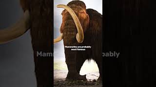 Differences between mastodons and mammoths [upl. by Akin]