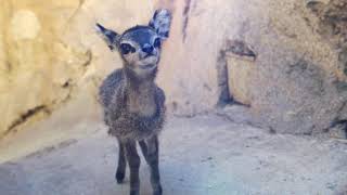 Baby Klipspringer Bottle Feeding [upl. by Kceb555]