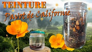 Recette de la teinture de pavot de Californie Escholtzia [upl. by Esialb110]