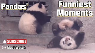 Pandas Funniest Moments Pandas Are Born With Some Funny Genes  iPanda [upl. by Davin]