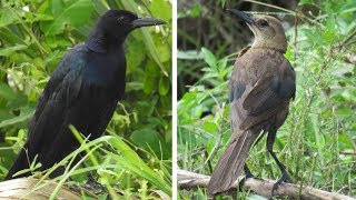 Boattailed Grackle call [upl. by Aneeg]