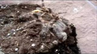 Tarantula Feeding Video 42  Crunching Time with 42 Ts [upl. by Lotti320]