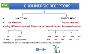 CHOLINERGIC PHARMACOLOGY OVERVIEW PART 1 SYNTHESIS OF ACH [upl. by Leseil]