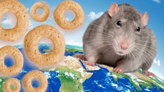 WORLD RAT DAY  The Annual Cheerio Hunt 2022 [upl. by Alak]